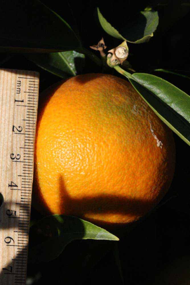              Fruit (Riverside, CA)       